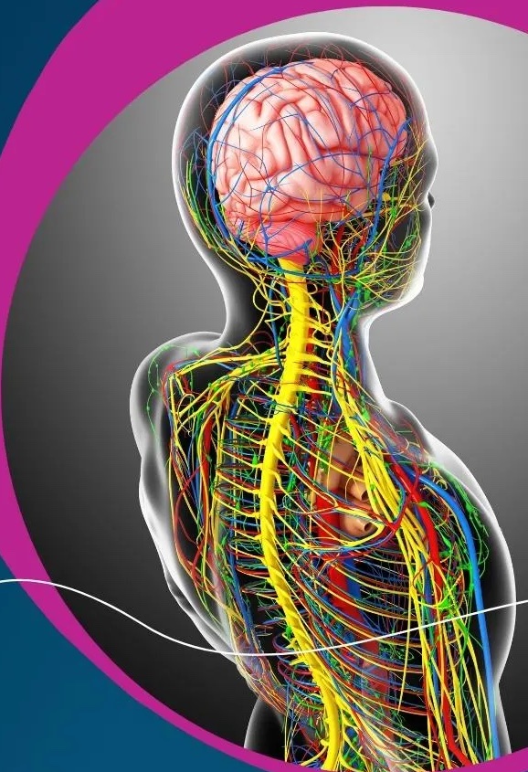 Nervous System Illustration
